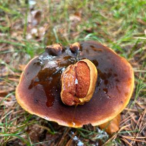 Dotted-stem Bolete