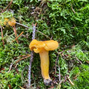 Chanterelle, Common