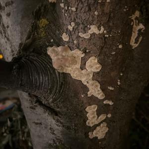 Unknown Species