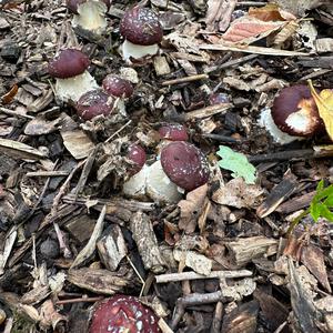 Bay Bolete