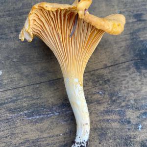 Chanterelle, Common