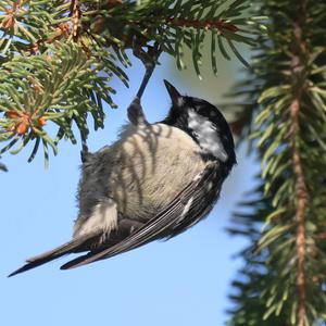 Coal Tit