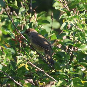 Blackcap