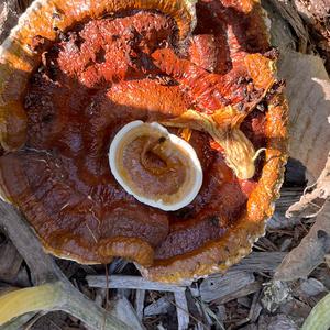 Shining Ganoderma