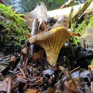 Chanterelle, Common