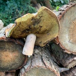 Summer Bolete