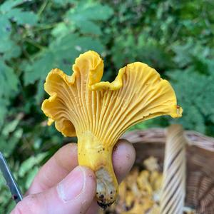 Chanterelle, Common