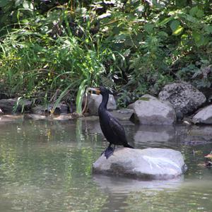 Double-crested Cormorant