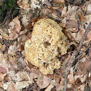 Eastern Cauliflower Mushroom