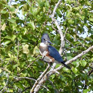 Belted Kingfisher