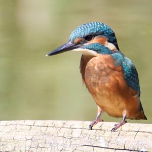 Common Kingfisher