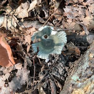 Cracked Green Russula
