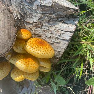 Unknown Species