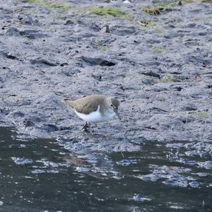 Common Sandpiper