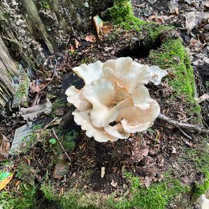 Trumpet Oyster Mushroom