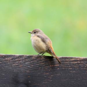 Common Redstart