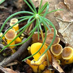 Trumpet Chanterelle