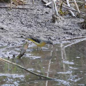 Grey Wagtail