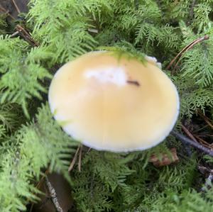 Unknown Species