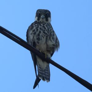 Eurasian Hobby