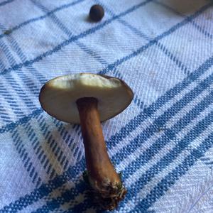 Bay Bolete