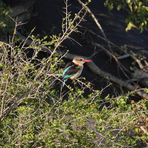 Brown-hooded Kingfisher