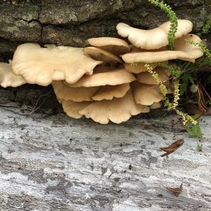 Oyster Mushroom