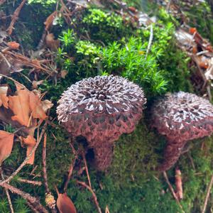 Old Man of the Woods