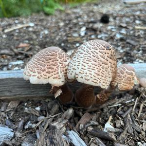 Garden Parasol