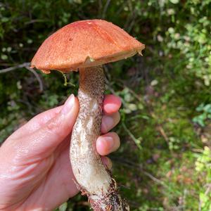 Orange Birch Bolete