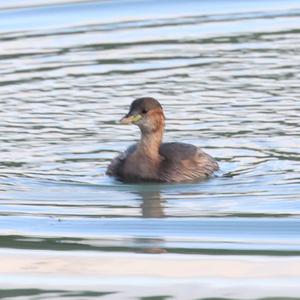 Little Grebe