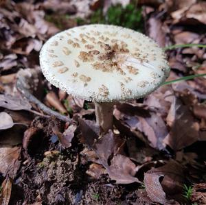 Citron Amanita