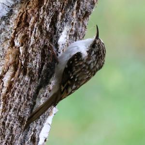 Eurasian Treecreeper