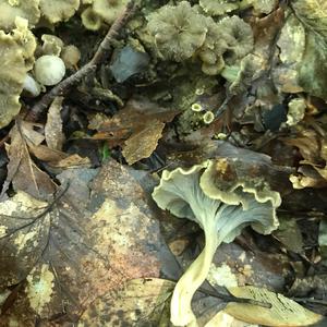 Wavy-caped Chanterelle