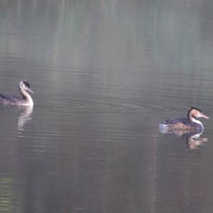 Great Crested Grebe