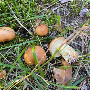 Dotted-stalk Bolete