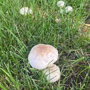 Unknown Species