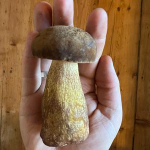 Bitter Bolete