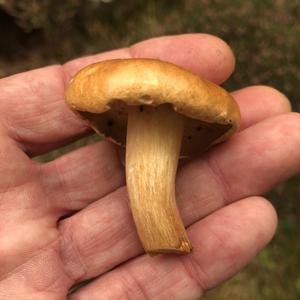 Jersey Cow Bolete