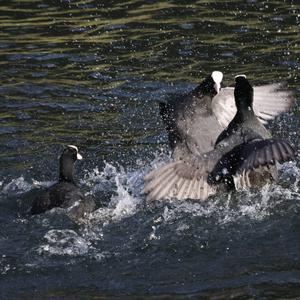 Common Coot