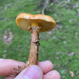 Larch Suillus