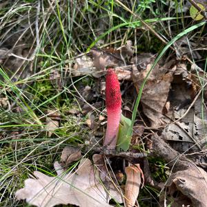 Dog Stinkhorn