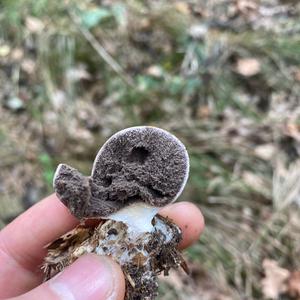 Scaly Earthball