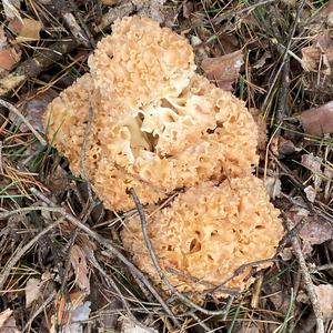 Eastern Cauliflower Mushroom