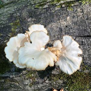 Oyster Mushroom