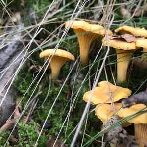 Chanterelle, Common