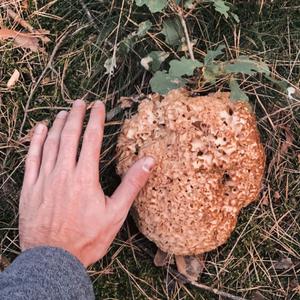 Eastern Cauliflower Mushroom