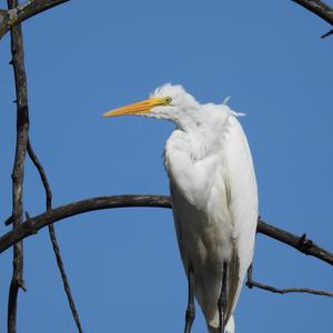 Great Egret