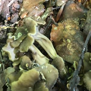 Wavy-caped Chanterelle