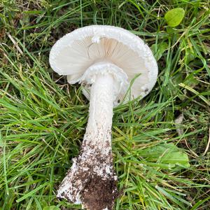 Unknown Species